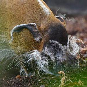 Red river hog (Potamochoerus porcus)