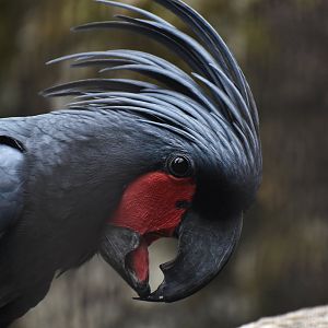 Palm cockatoo (Probosciger aterrimus)