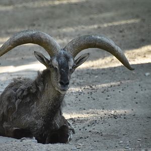 Bharal (Pseudois nayaur)