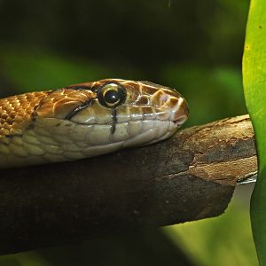 Pseutes poecilonotus