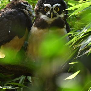 Spectacled owl (Pulsatrix perspicillata)