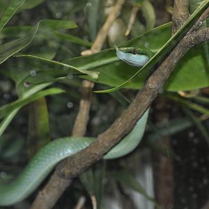 Rhinoceros ratsnake (Gonyosoma boulengeri)