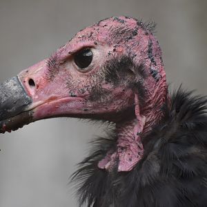 Red-headed vulture Sarcogyps calvus