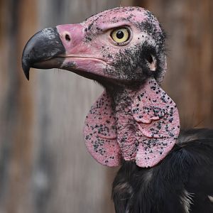 Red-headed vulture Sarcogyps calvus