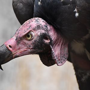 Red-headed vulture Sarcogyps calvus