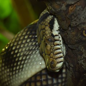 Amethystine python (Simalia amethystina)