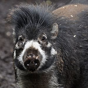 Visayan warty pig (Sus cebifrons)