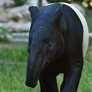 Malayan tapir (Tapirus indicus)
