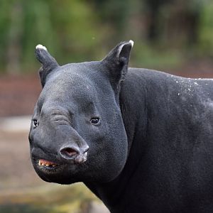 Malayan tapir (Tapirus indicus)