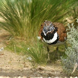 Little bustard (Tetrax tetrax)