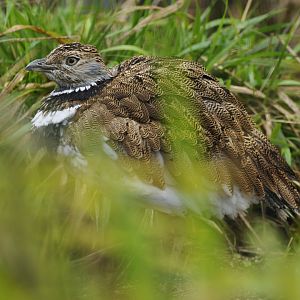Little bustard (Tetrax tetrax)