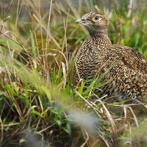 Little bustard (Tetrax tetrax)