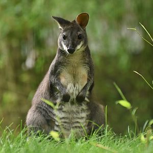 Dusky pademelon (Thylogale brunii)