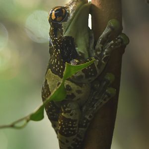 Amazon milk frog (Trachycephalus resinifictrix)