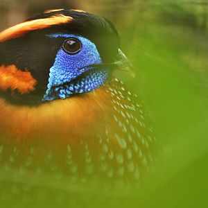 Temminck's Tragopan (Tragopan temminckii)