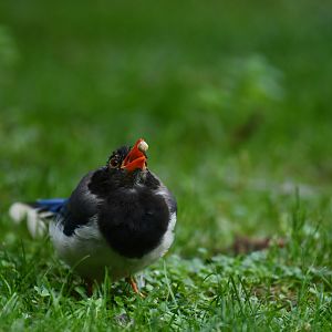 Red-billed blue magpie (Urocissa erythroryncha)