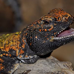 Uromastyx geyri