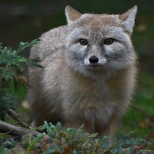 Corsac fox (Vulpes corsac)