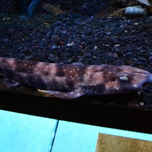 Described in 2022: Cinder cloudy catshark (Scyliorhinus hachijoensis)