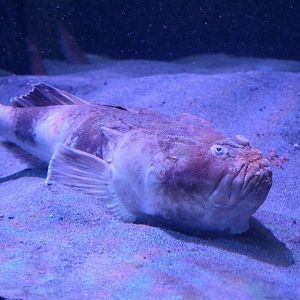 Marbled stargazer (Uranoscopus bicinctus)