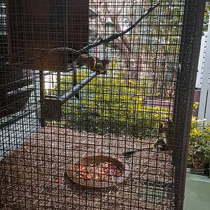 Two Squirrel Monkeys