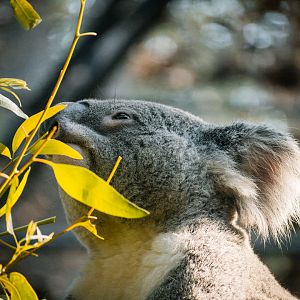 Koala