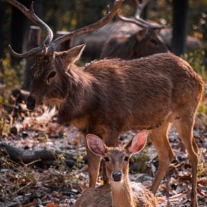 Samba Deer (The elevated path in the background was closed)