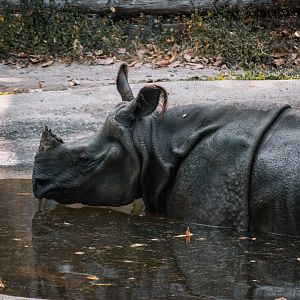 Indian Rhino