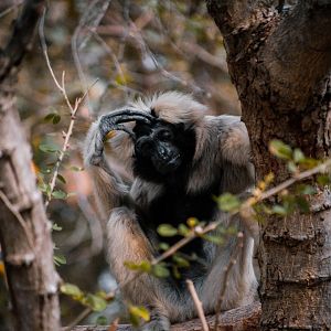 Pileated Gibbon