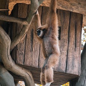 White-handed Gibbon