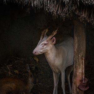 Albino Muntjac with "normal" female