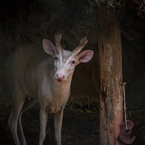 Albino Muntjac