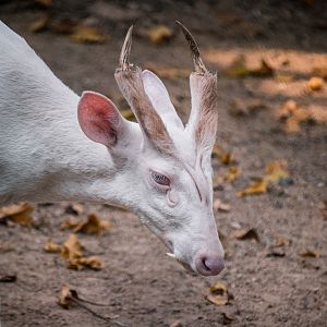 Albino Muntjac