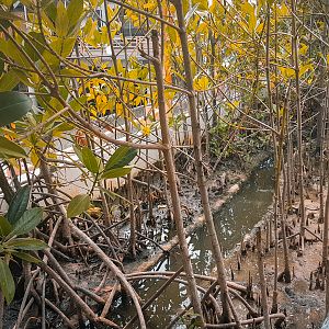 Mudskipper outdoor enclosure