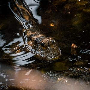 Mudskipper