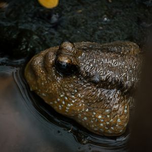 Mudskipper