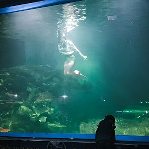 Mermaid in the shark tank