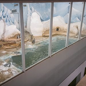 Penguin house indoor