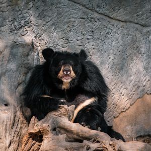 Asiatic Black Bear