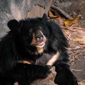 Asiatic Black Bear