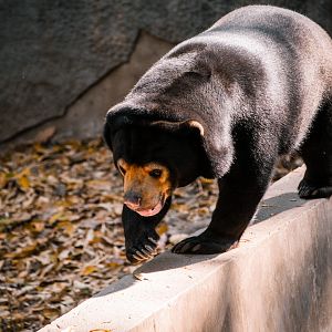 Sun Bear