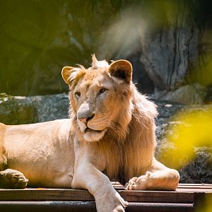 Male Lion