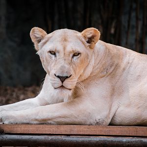 Lioness