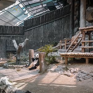 Panda enclosure 2