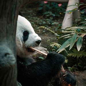Panda eating