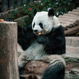 Panda eating