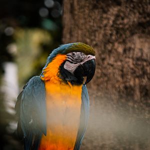 Blue-and-yellow Macaw