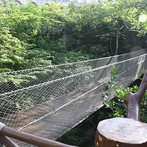Hanging Bridge in the Aviary