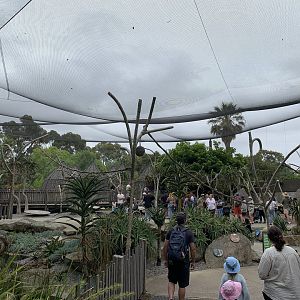 Ring-tailed Lemur Walk-through