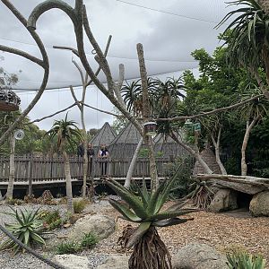 Ring-tailed Lemur Walk-through